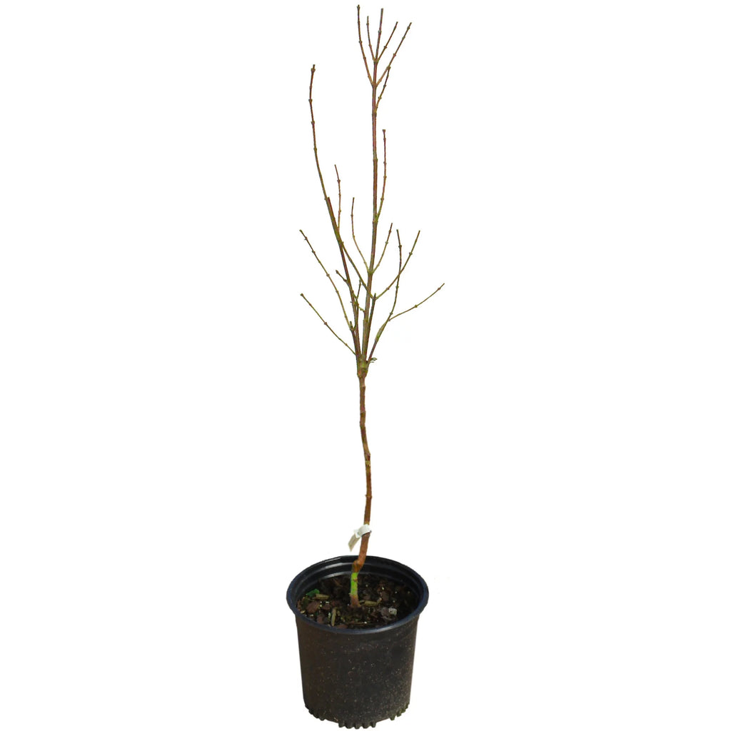Magnolia Live Tree in Grower Container Z78802