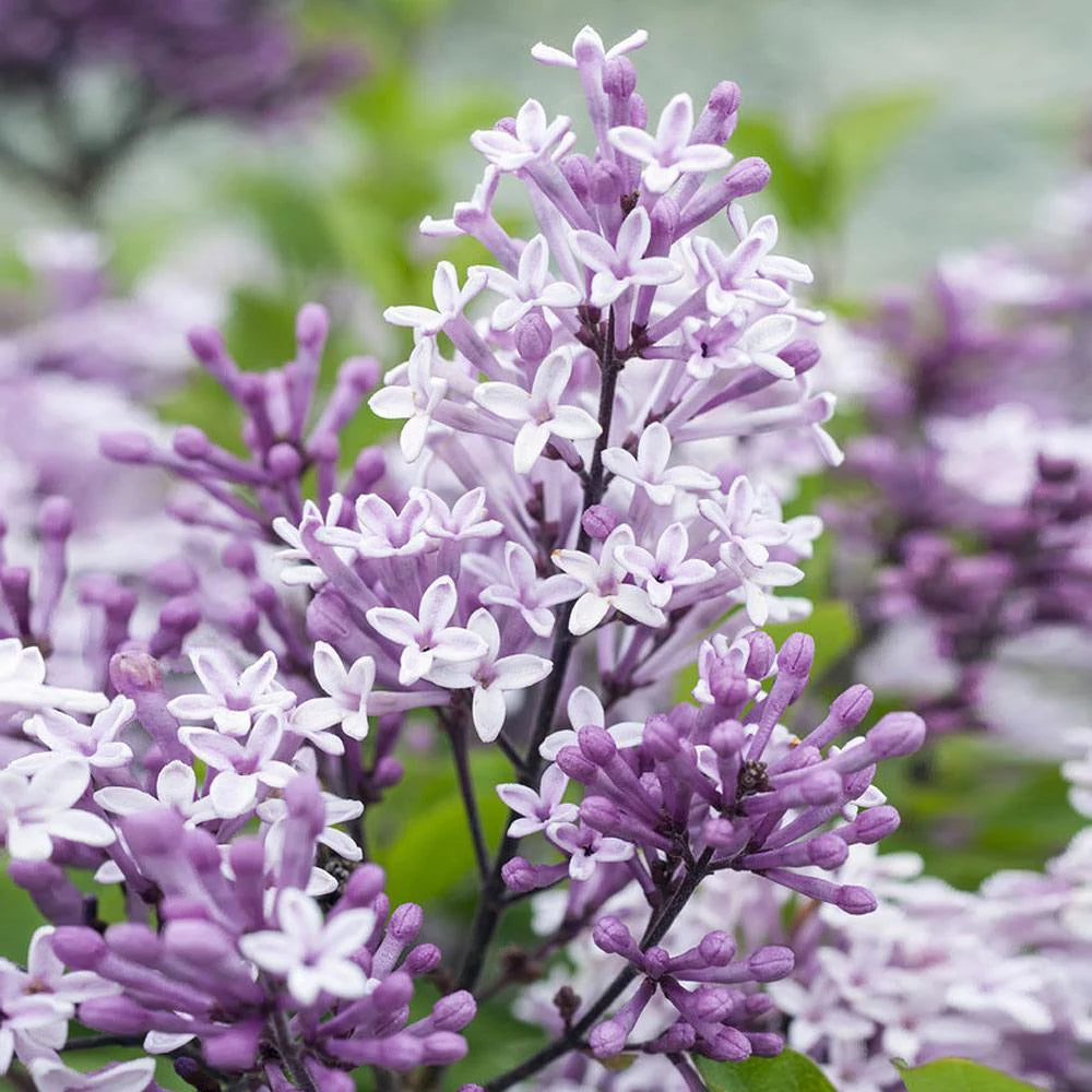 Dwarf Korean Lilac Tree, 5-6 ft. W30400