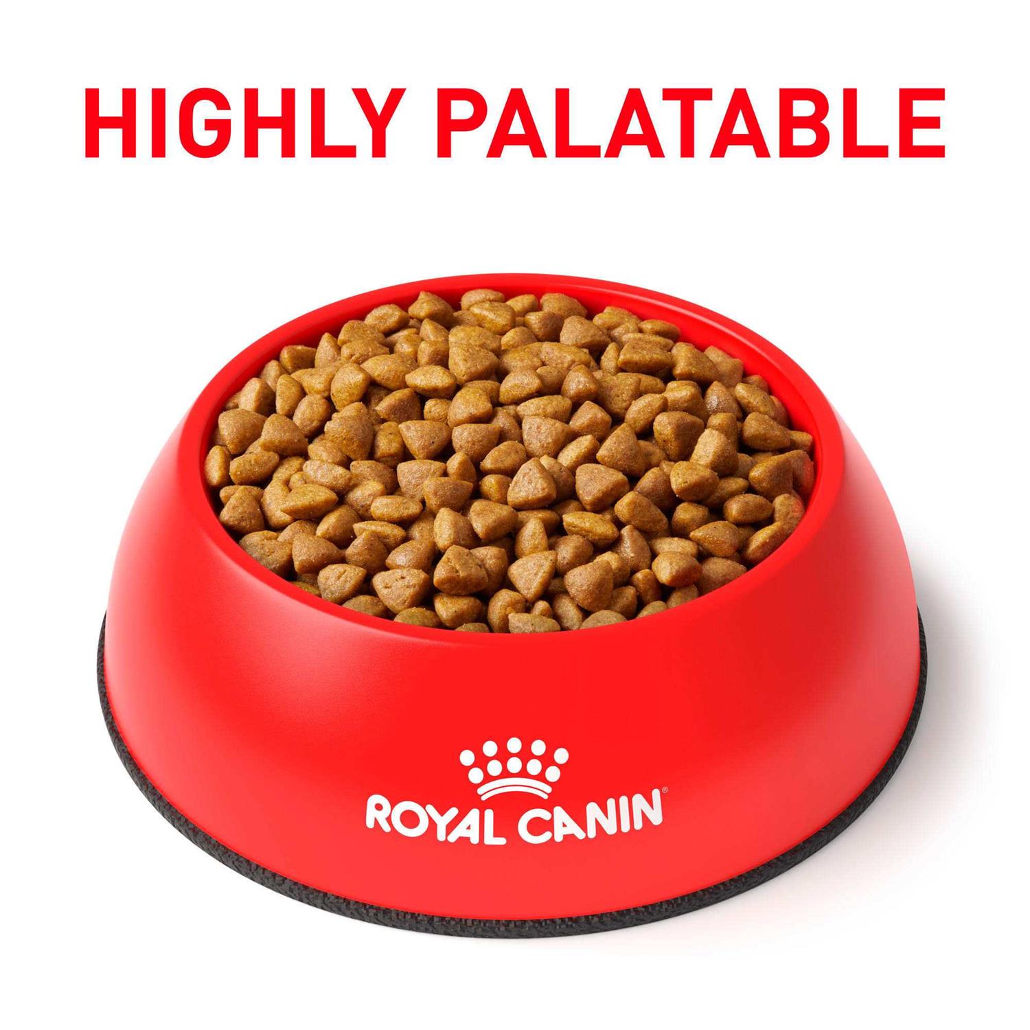 Feline Renal Support Dry Food F713024