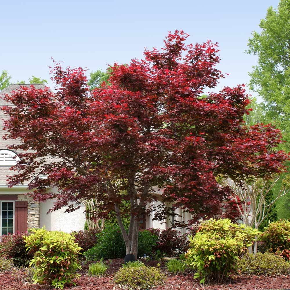 Bloodgood Japanese Maple Tree Red Variety R621