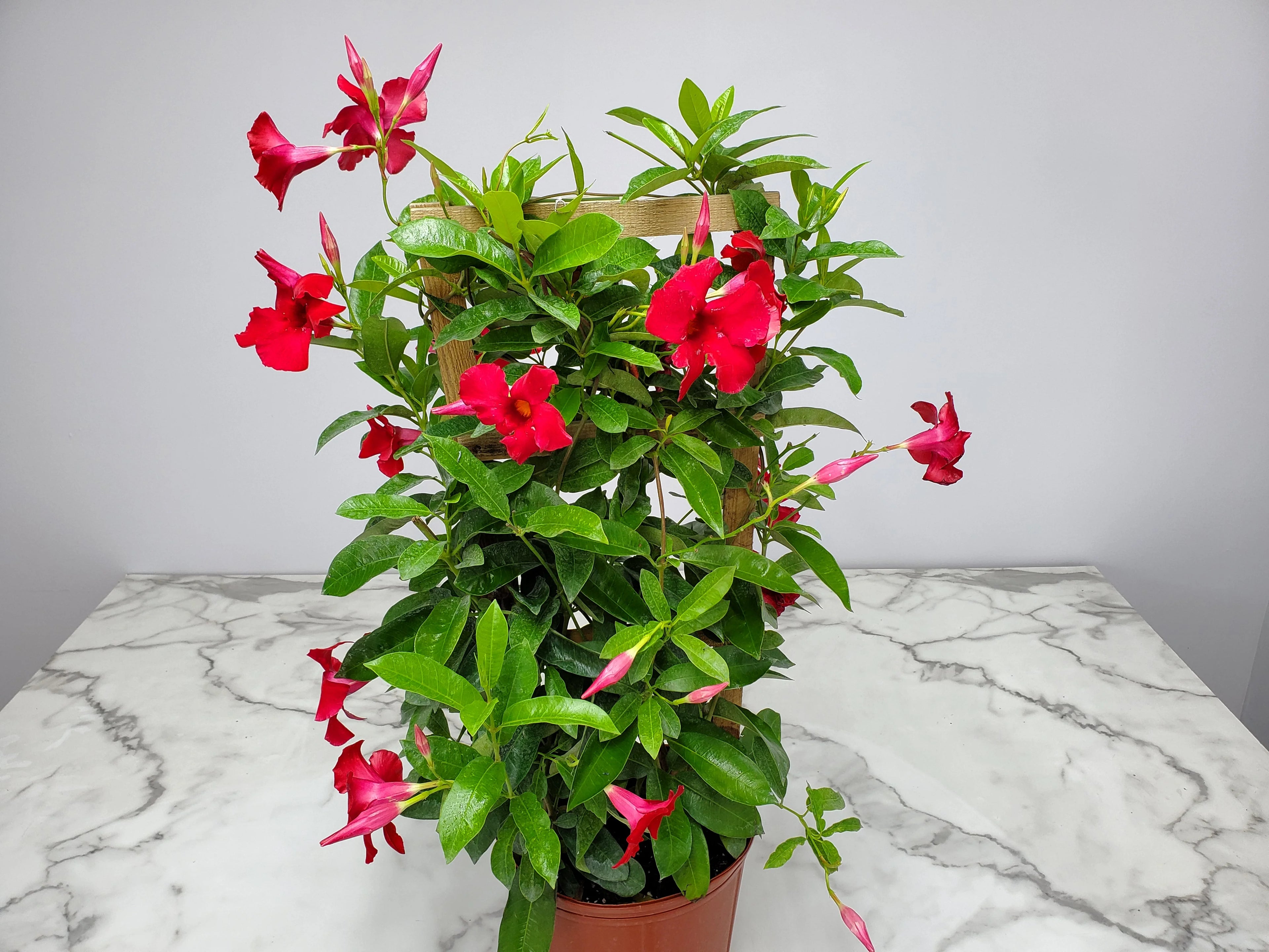Giant Red Mandevilla Vine Plant on Starter Trellis, Large Red Blooms K2720