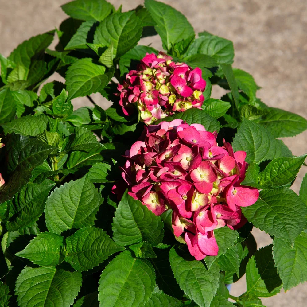 Flowering Hydrangea Shrub (3 Gal) for Part Sun Outdoor Planting E552317