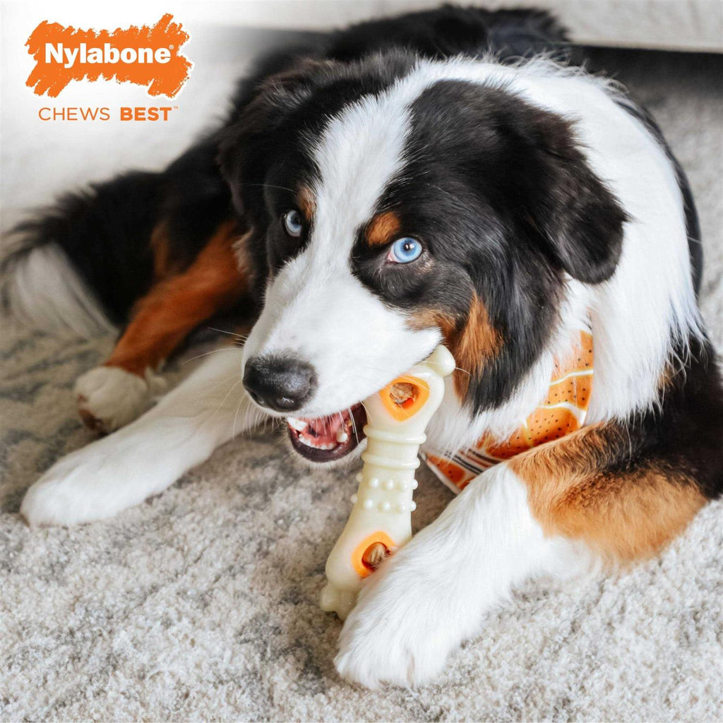 Dog Treat Refills for Pets Y964