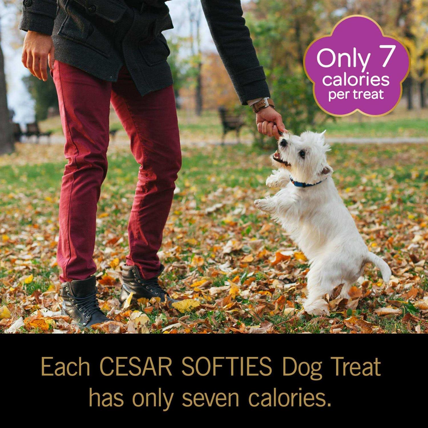 Soft Dog Treats Y13248
