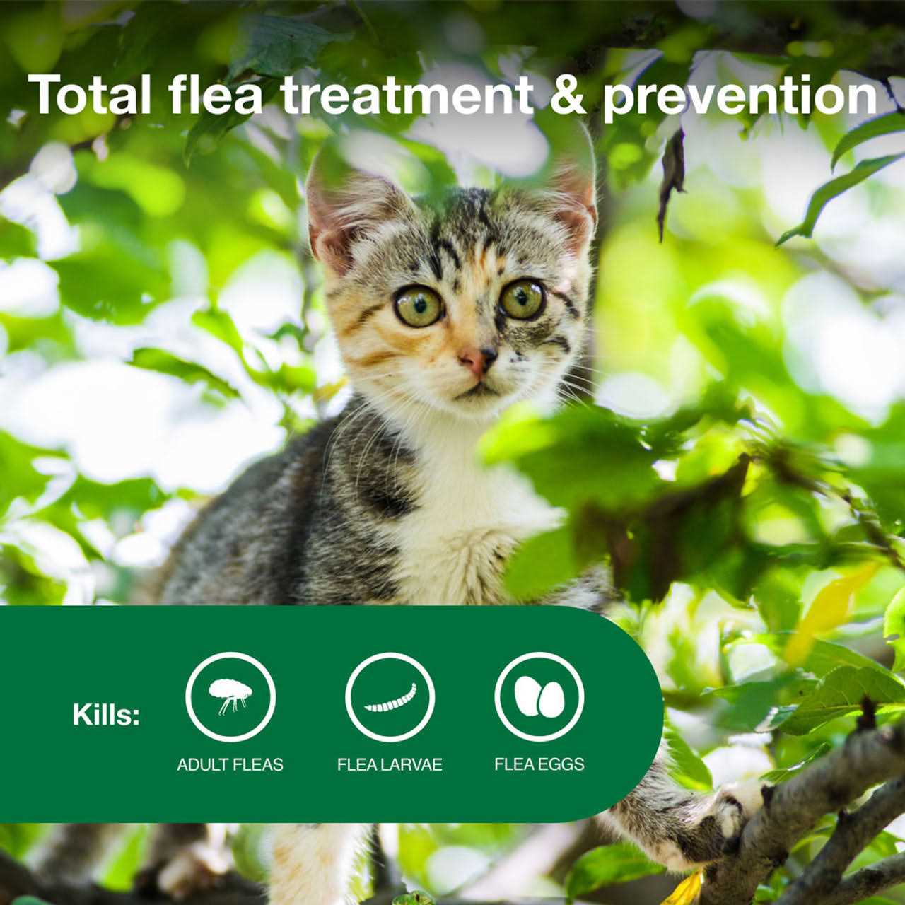 Flea Treatment for Cats B1365