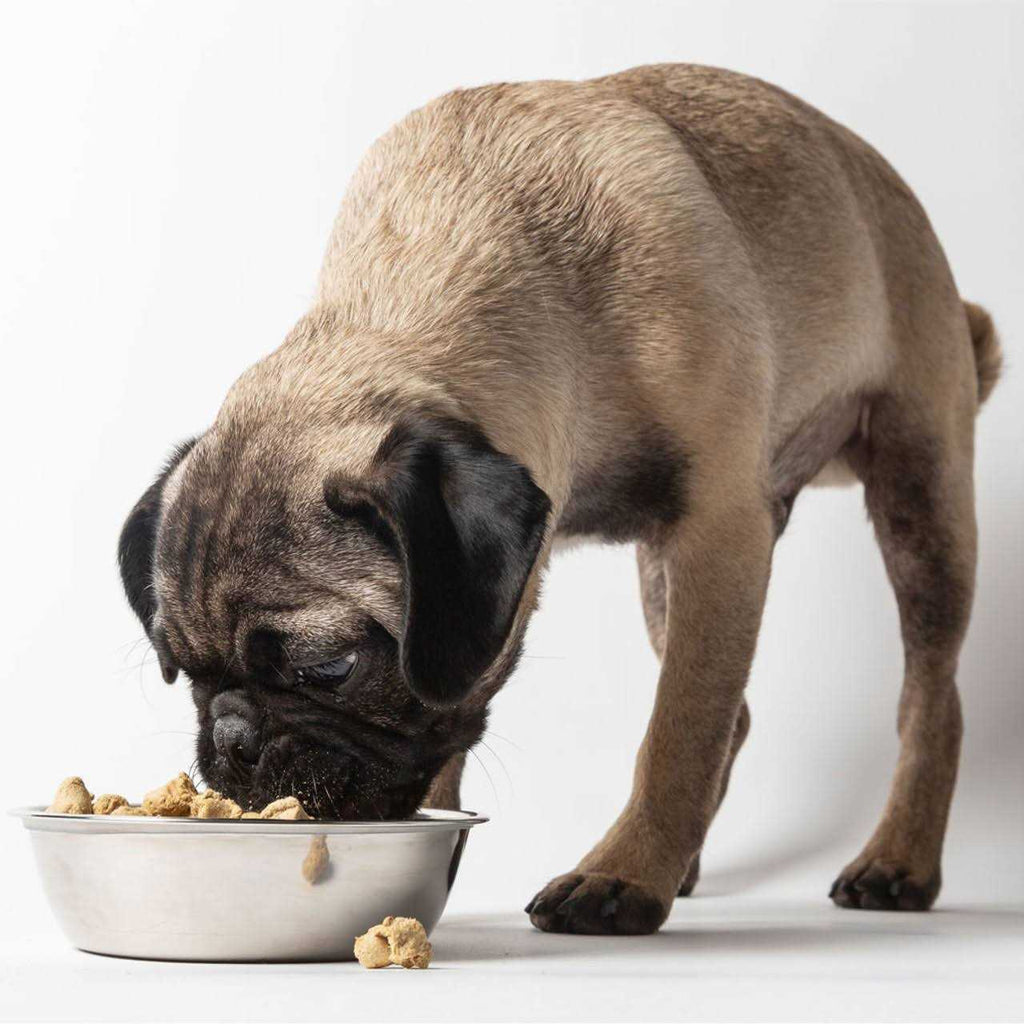 Freeze Dried Dog Food for Sensitive Stomachs R65531