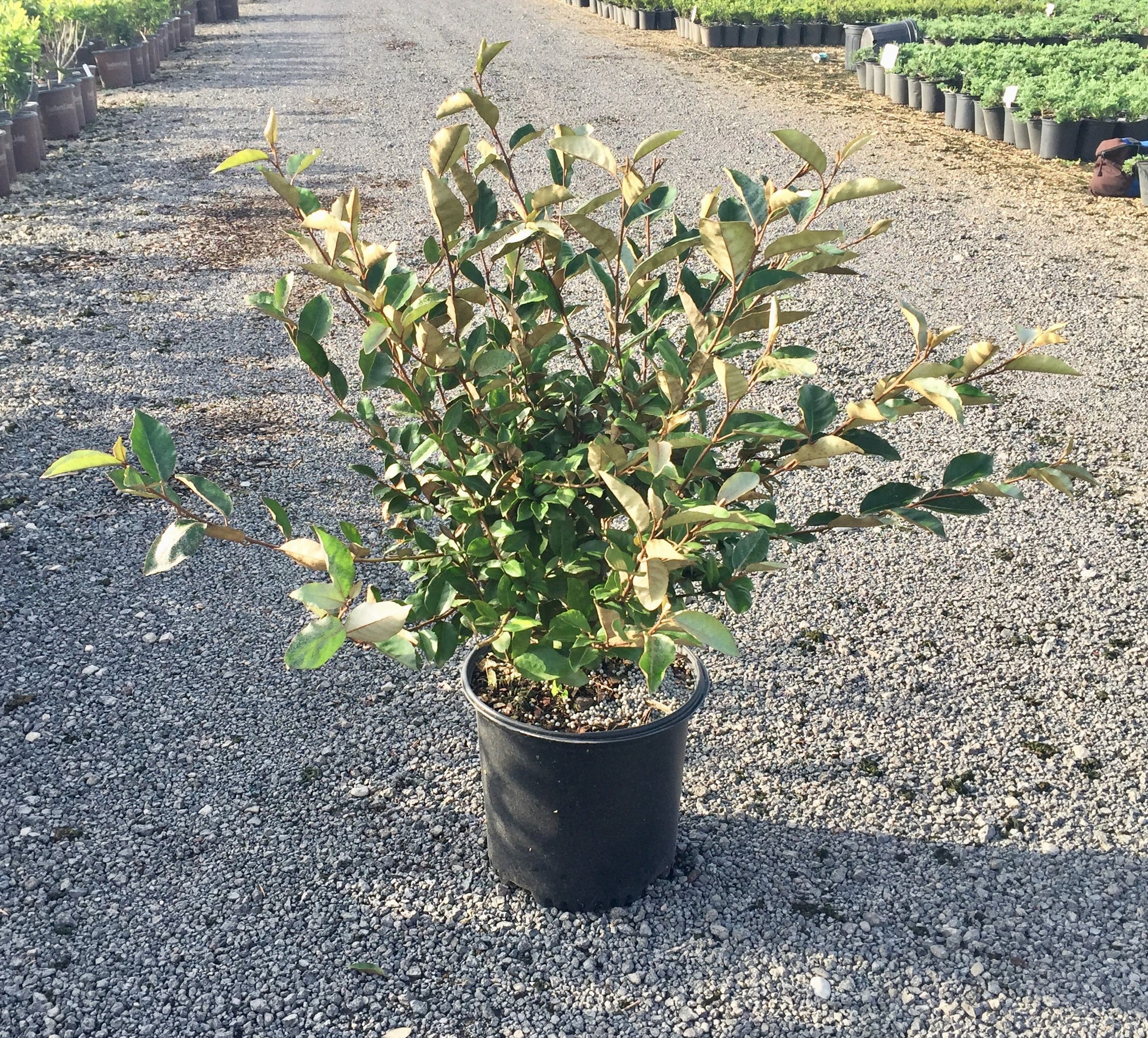 Ebbing's Silverberry (2.5 Gallon) Fragrant White Flowers in Fall C216