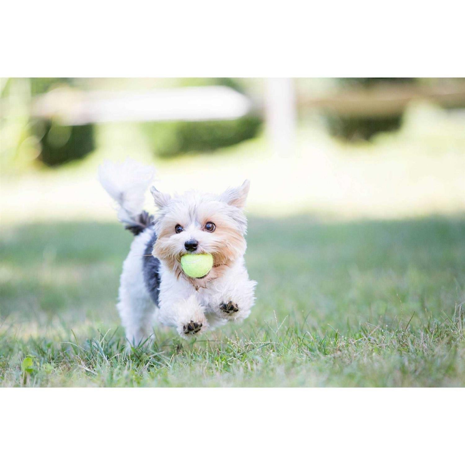 Squeakair Tennis Balls for Pets R63950