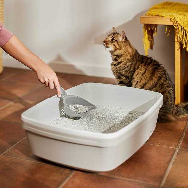 Scented Clumping Clay Cat Litter K172849