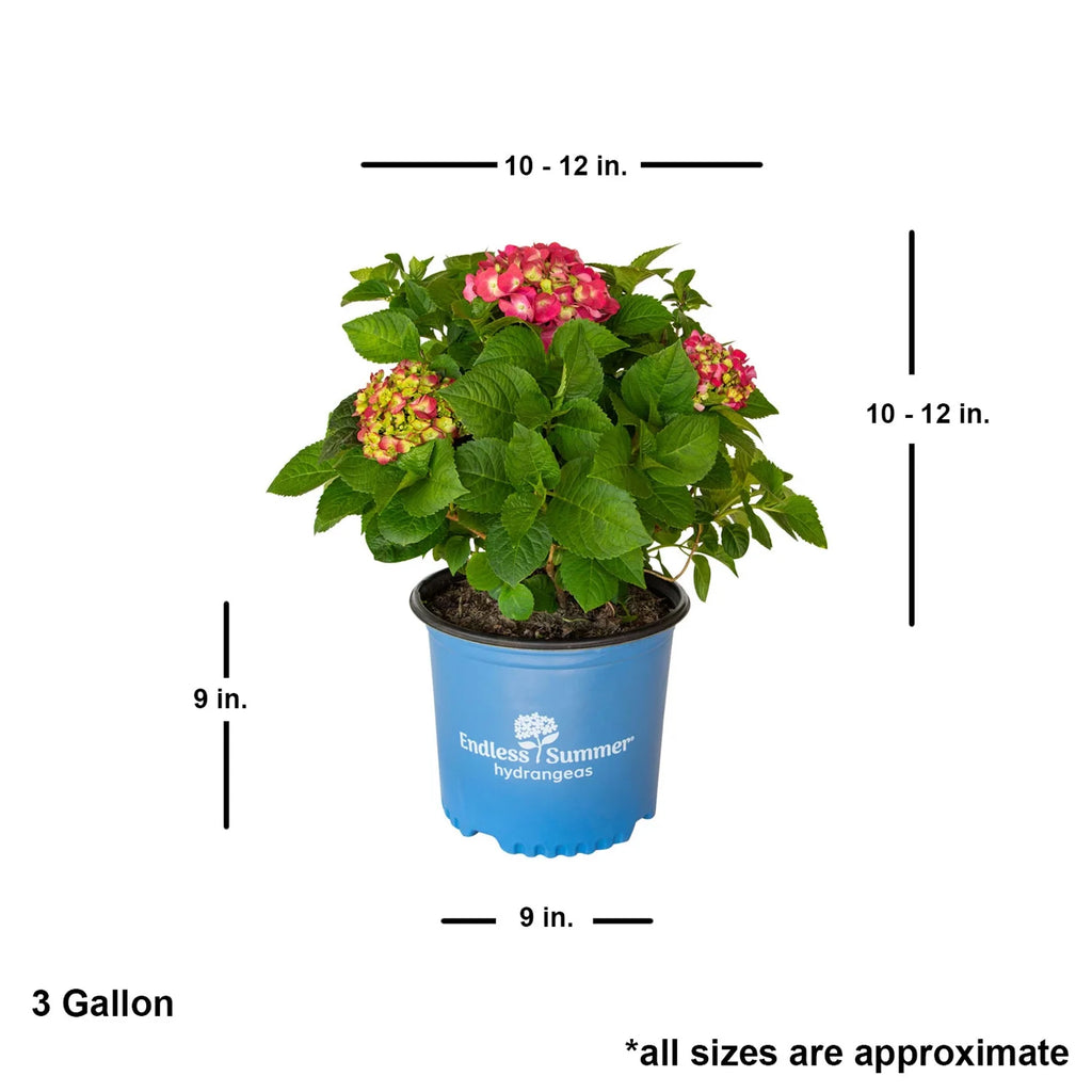 Flowering Hydrangea Shrub (3 Gal) for Part Sun Outdoor Planting E552317