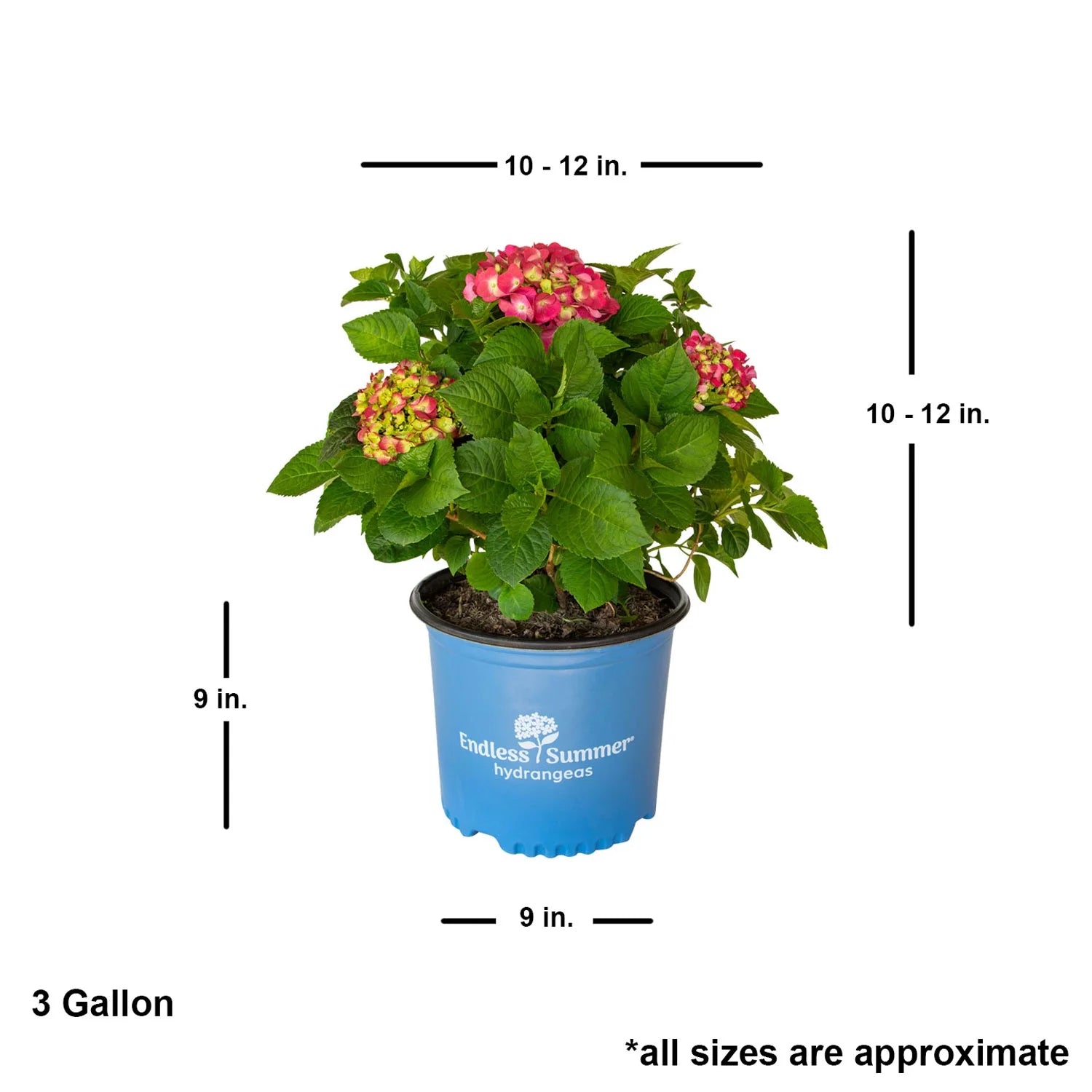 Flowering Hydrangea Shrub (3 Gal) for Part Sun Outdoor Planting E552317