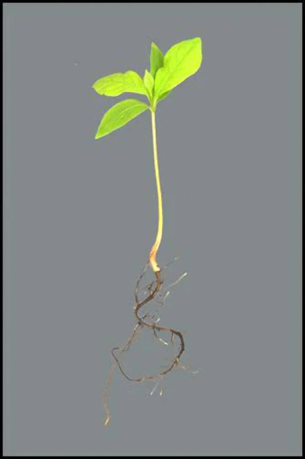 Persimmon Tree Seedling Q861