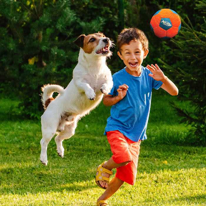 Soccer Squeak Ball Dog Toy W136898