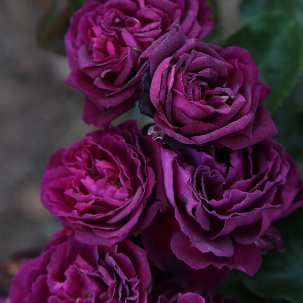 Purple Floribunda Rose Bush, Live Fragrant Potted Plant for Outdoors G2186