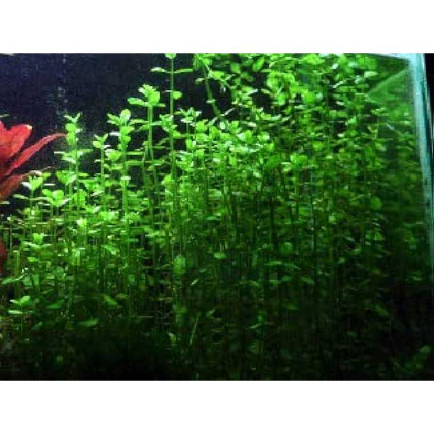 Potted Live Aquarium Plants F8148