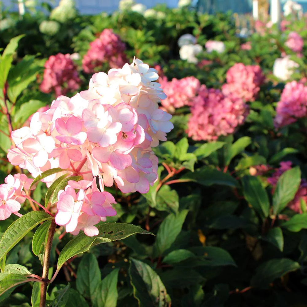 Vanilla Strawberry Hydrangea Tree C922