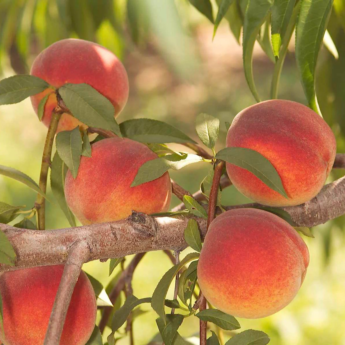 Peach Standard Dormant Bare Root Starter Fruit Tree V493