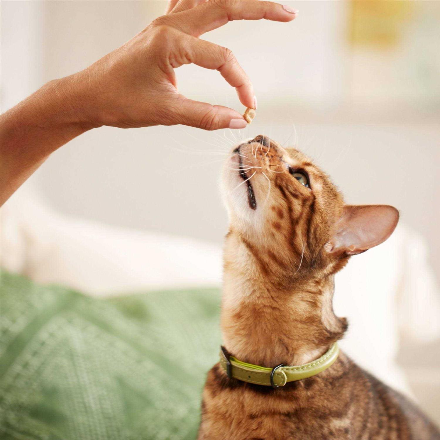 Salmon Soft Cat Treats N859