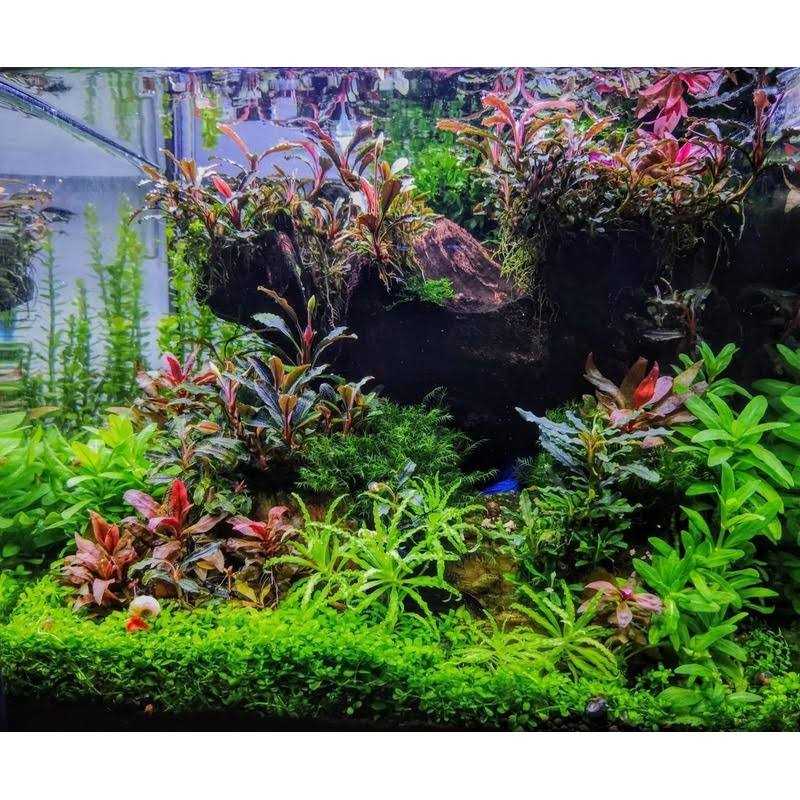 Shrimp Food for Aquarium Pets X44438