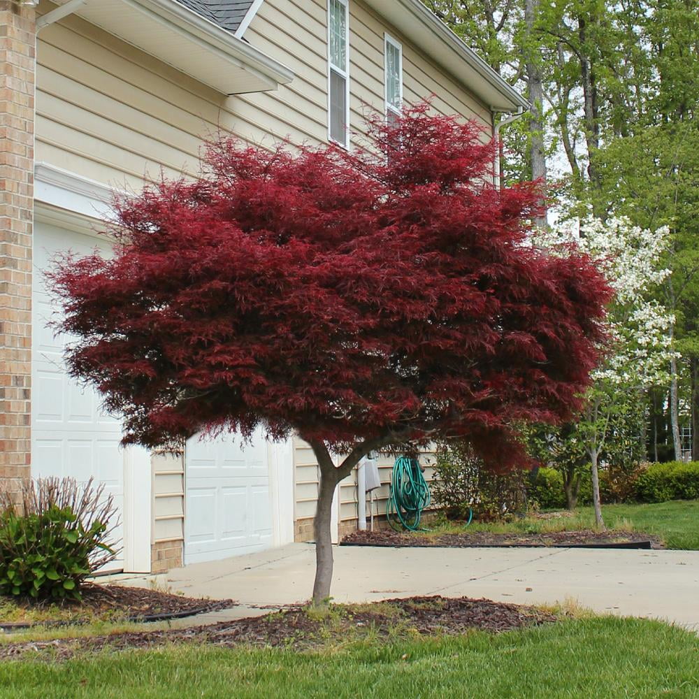 Bloodgood Japanese Maple Tree Red Variety R621