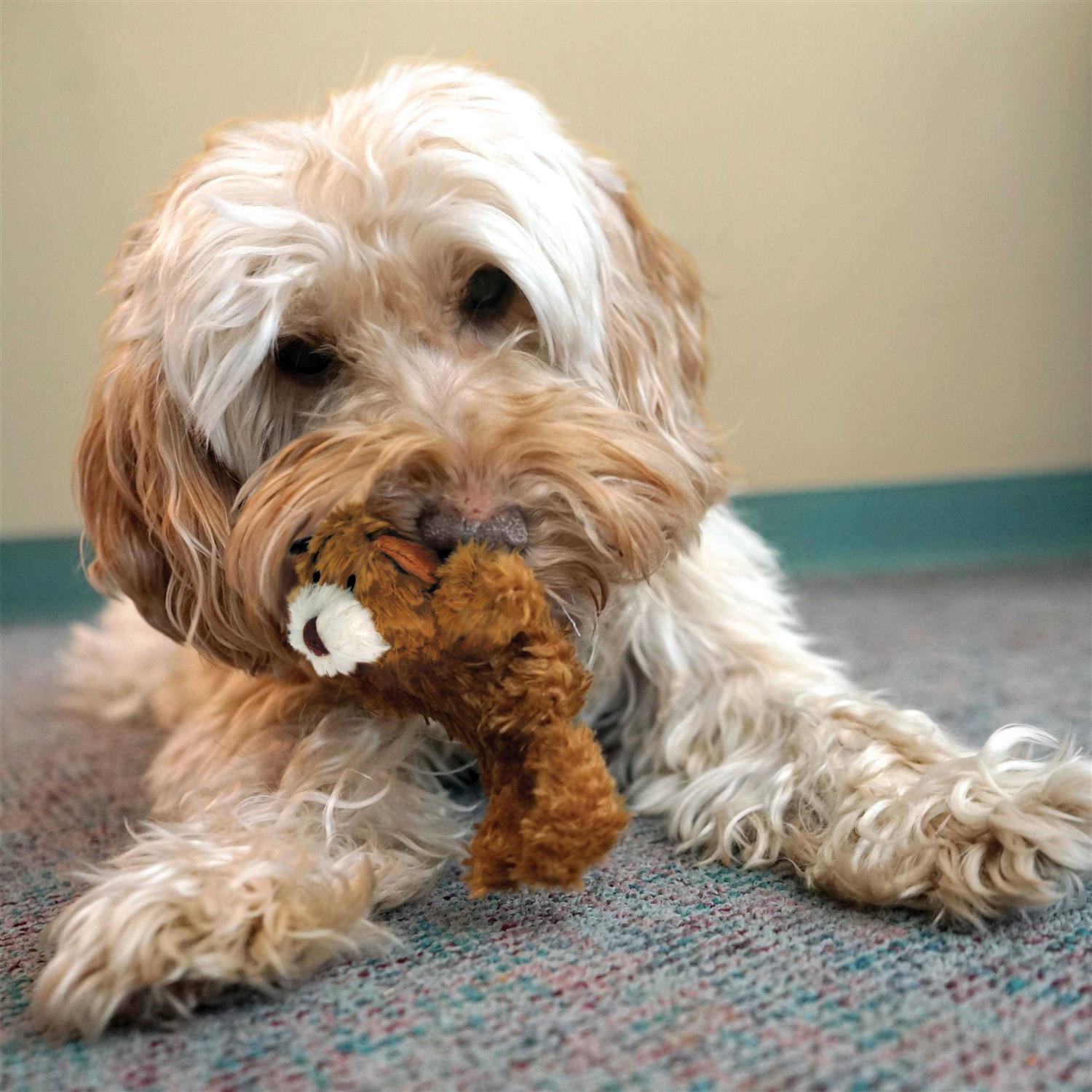 Teddy Bear Dog Toy D740