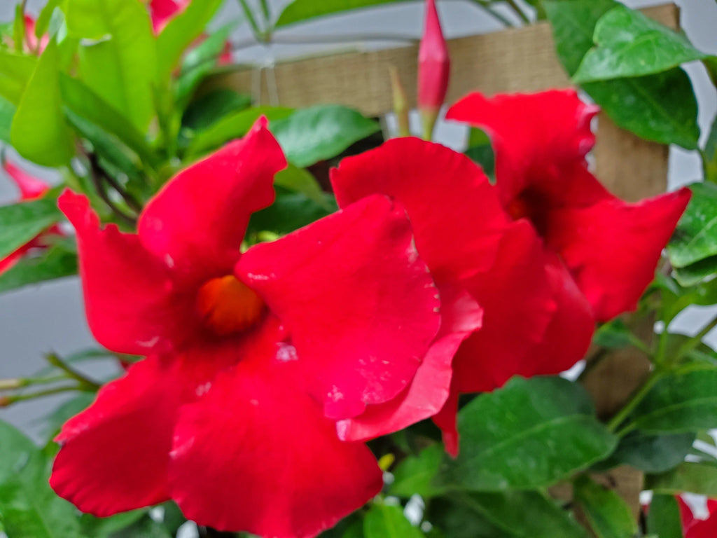 Giant Red Mandevilla Vine Plant on Starter Trellis, Large Red Blooms K2720