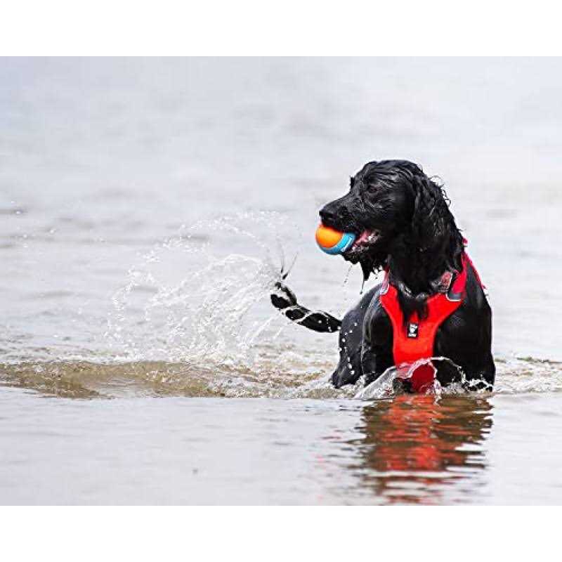 Squeak Ball for Dogs V961229
