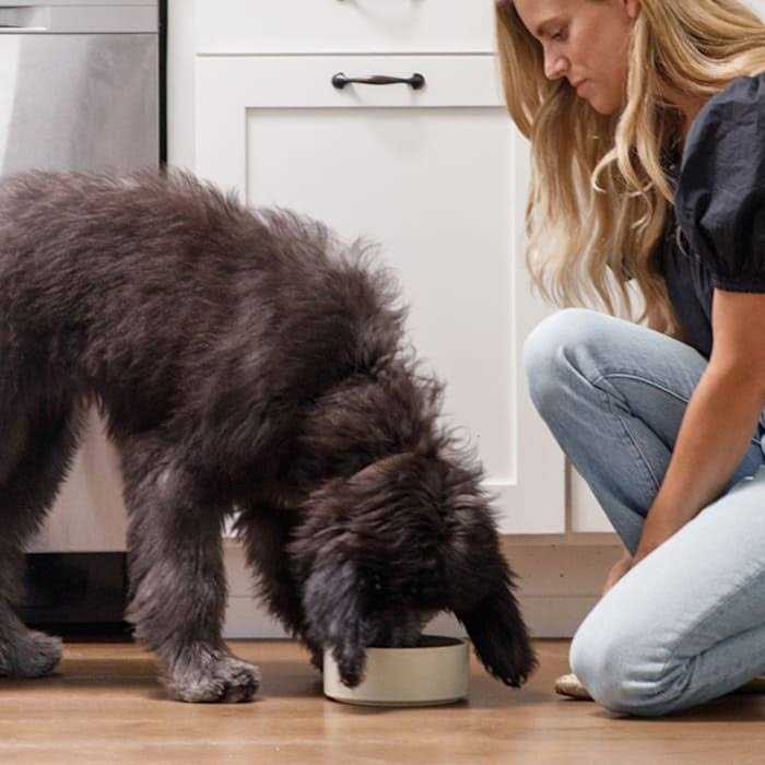 Chicken Brown Rice & Sweet Potato Dry Dog Food W84726
