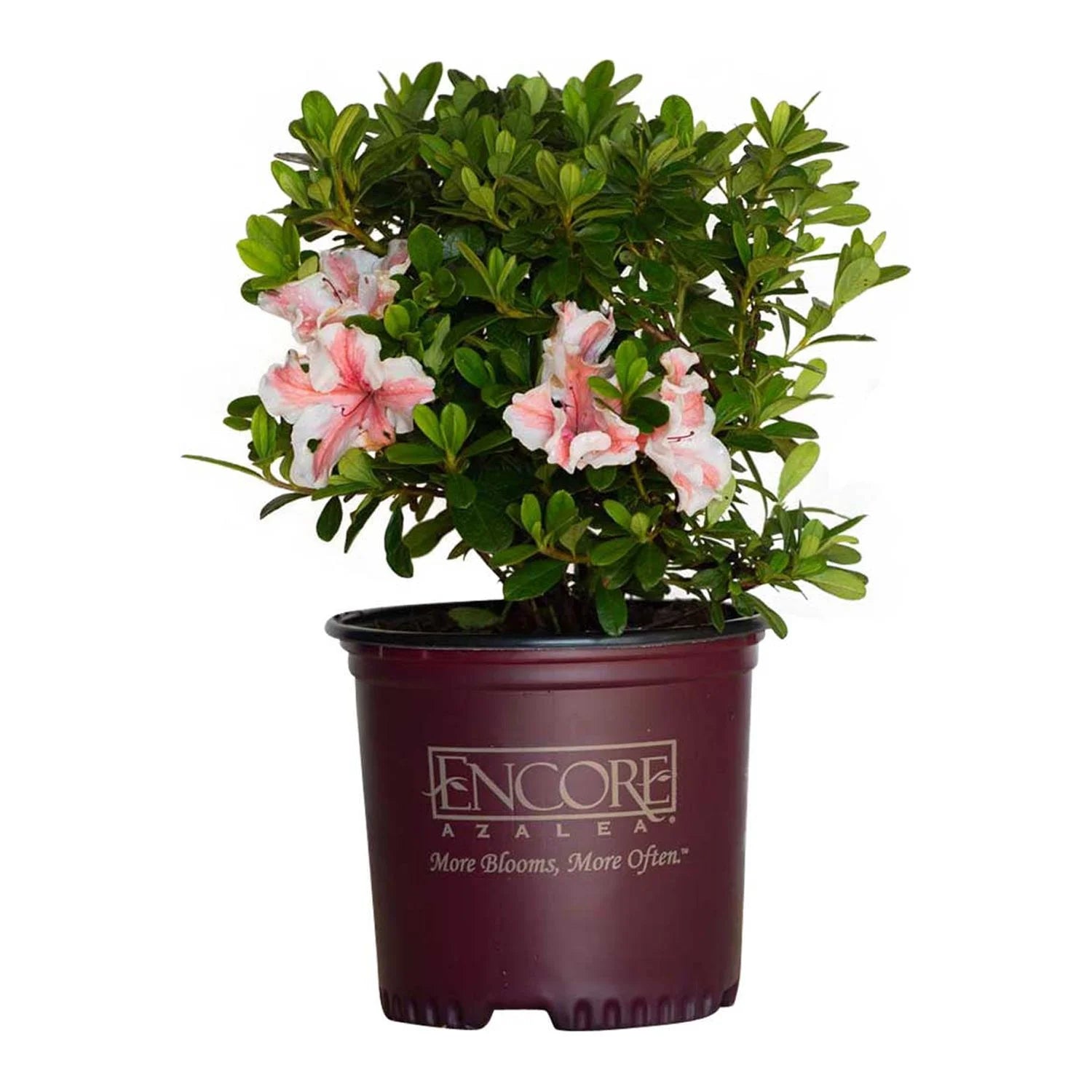 Autumn Starburst Azalea Shrub, White and Pink Blooms, Live Outdoor Plant C723885