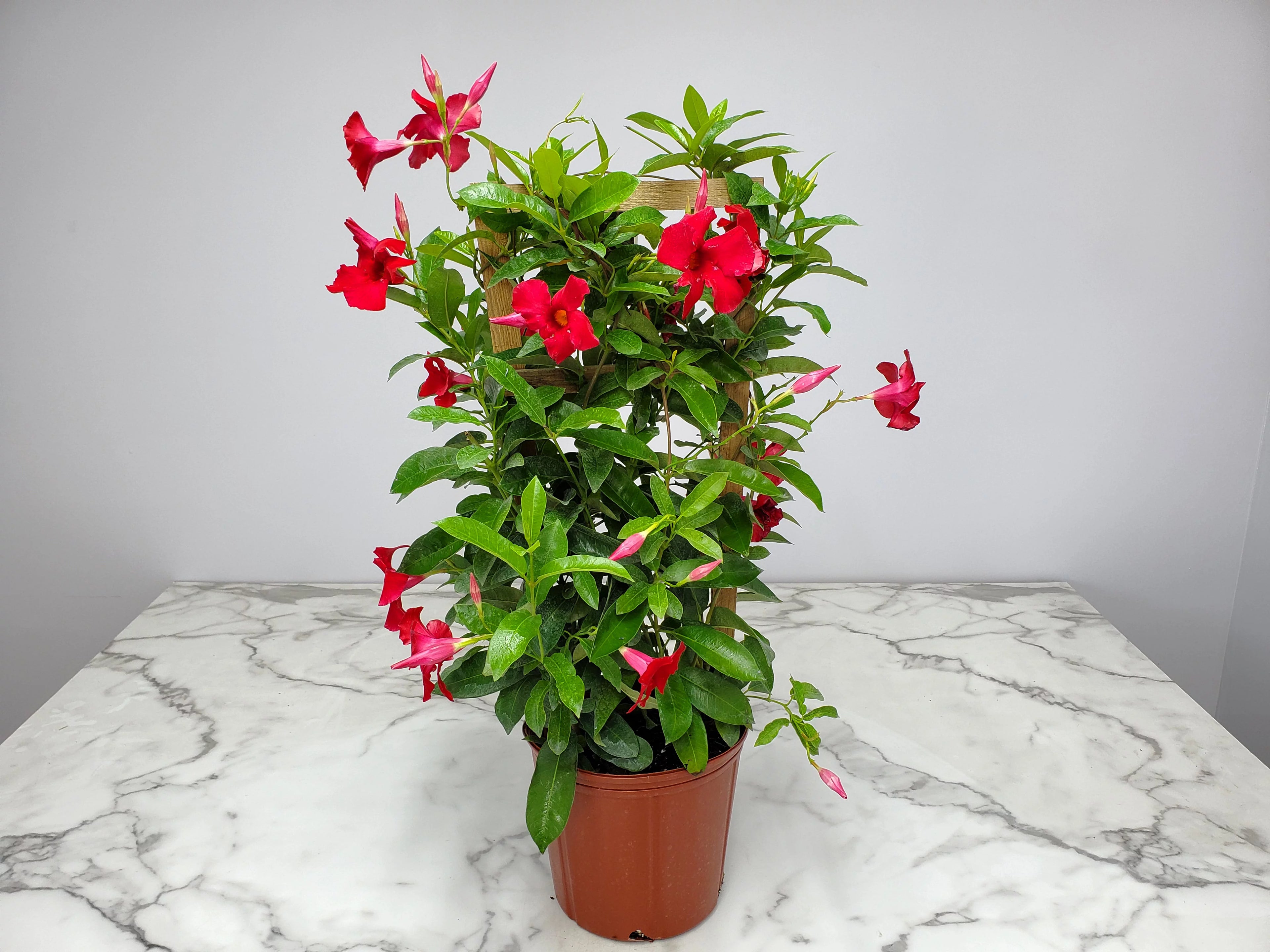 Giant Red Mandevilla Vine Plant on Starter Trellis, Large Red Blooms K2720