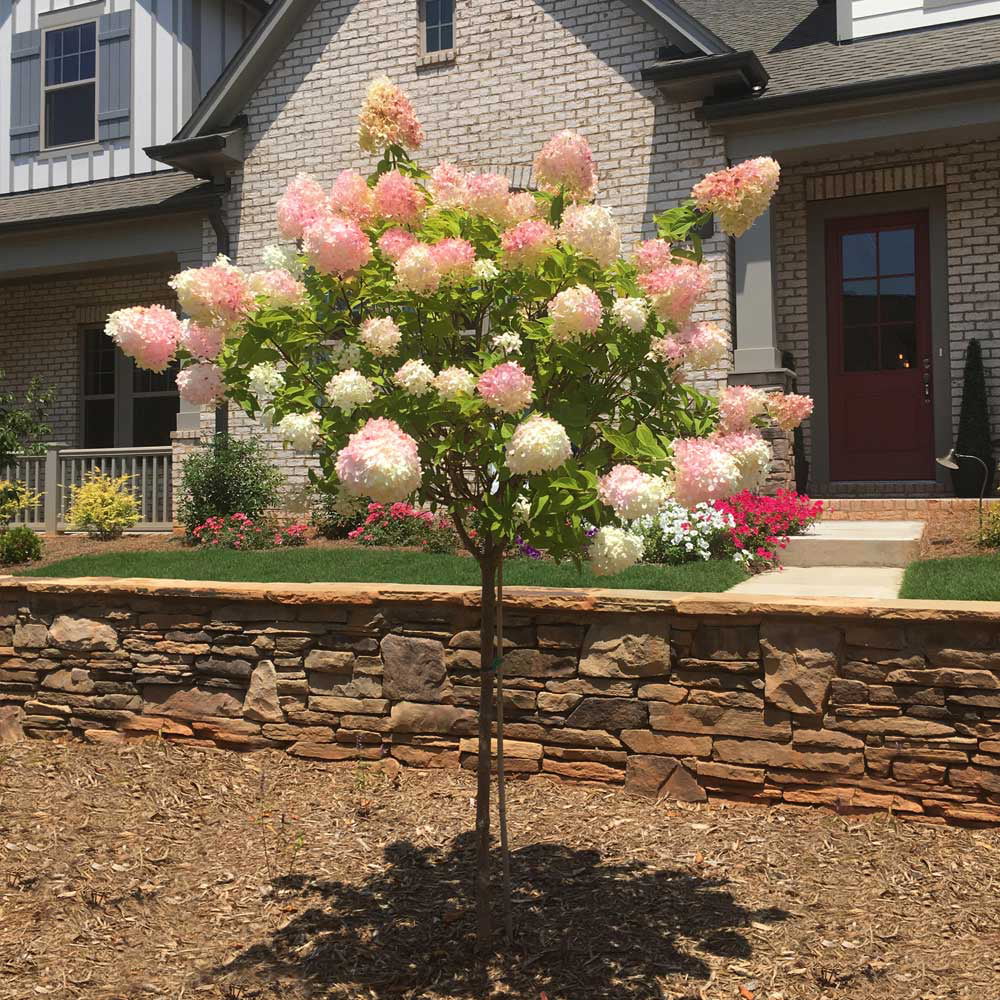 Vanilla Strawberry Hydrangea Tree C922