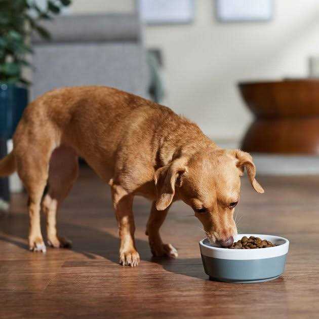 Dry Dog Food Boar & Apple for Adult Mini V832