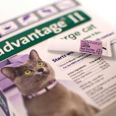 Flea Treatment for Cats Q445819