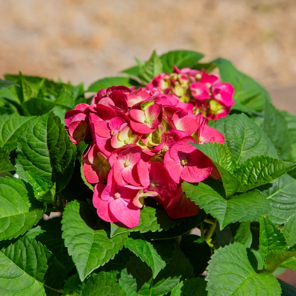 Flowering Hydrangea Shrub (3 Gal) for Part Sun Outdoor Planting E552317