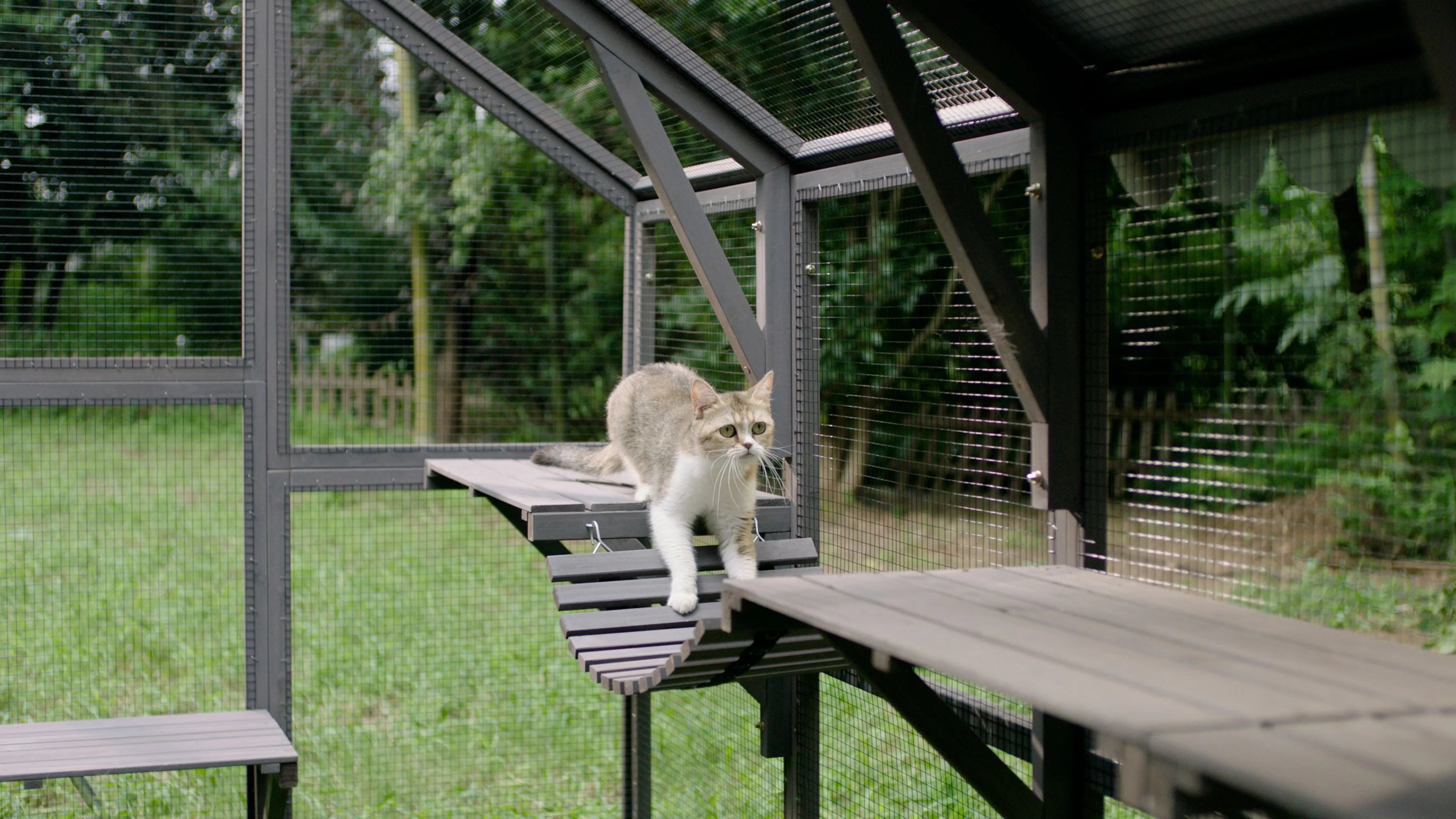 Outdoor Walk-in Catio Enclosure with Bridges and Platforms J984