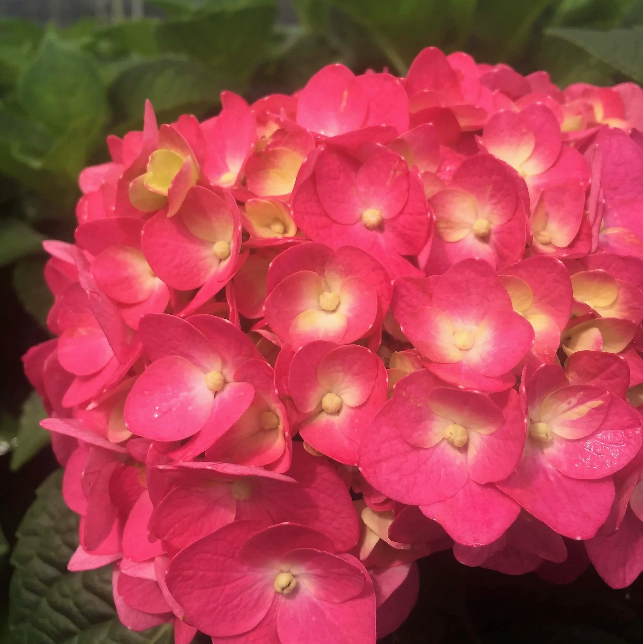 Flowering Hydrangea Shrub (3 Gal) for Part Sun Outdoor Planting E552317