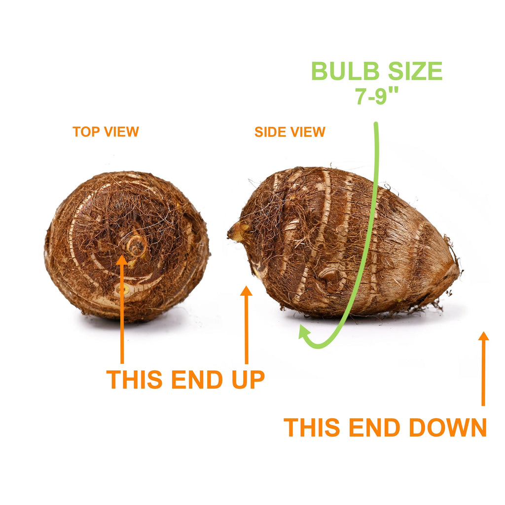 Elephant Ear Bulbs, 7/9 inches (Bag of 1) Q667568