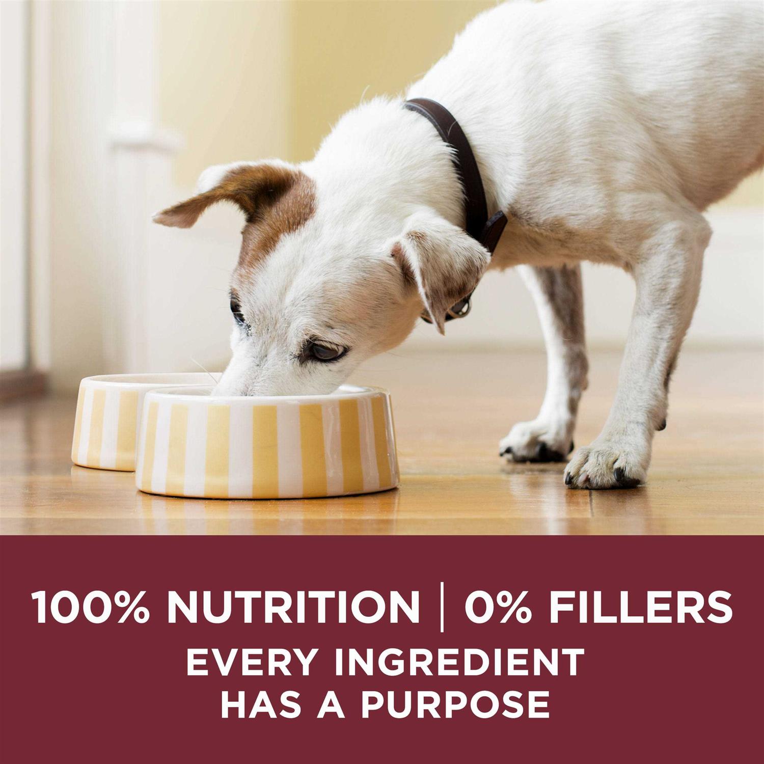 Natural Gravy Wet Dog Food Variety Pack Tender Cuts Y680