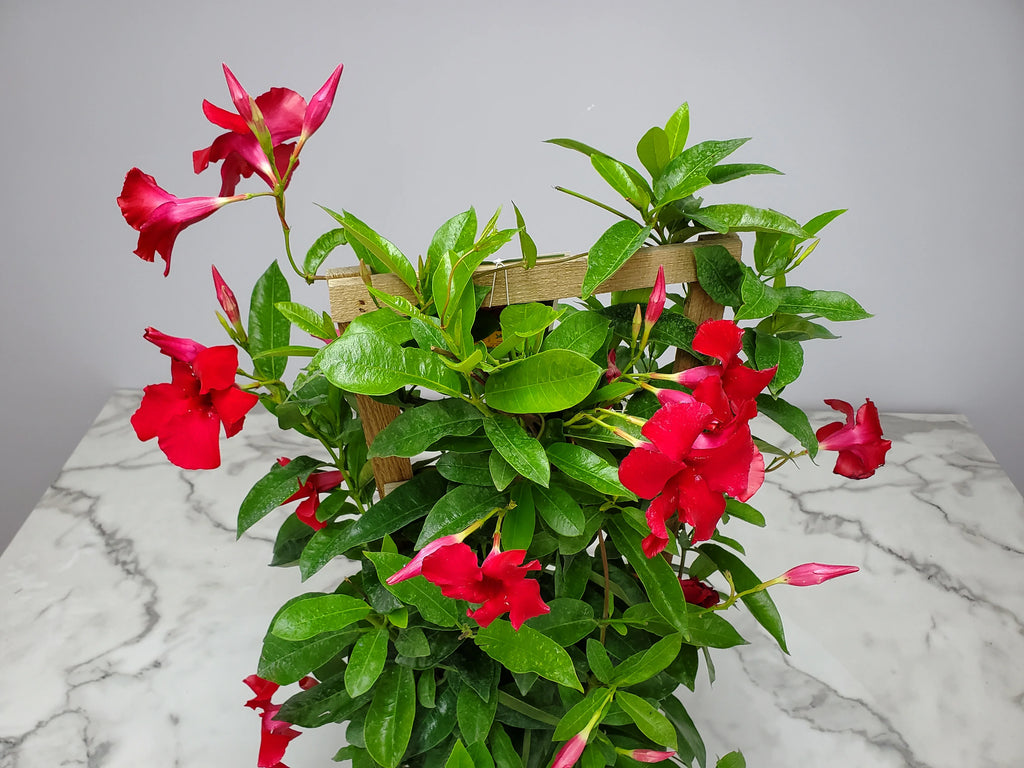 Giant Red Mandevilla Vine Plant on Starter Trellis, Large Red Blooms K2720