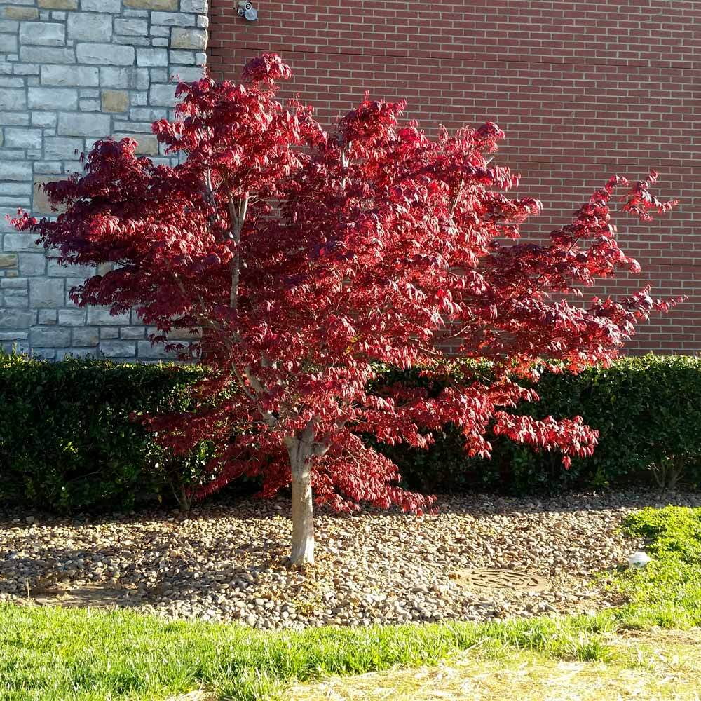 Bloodgood Japanese Maple Tree Red Variety R621