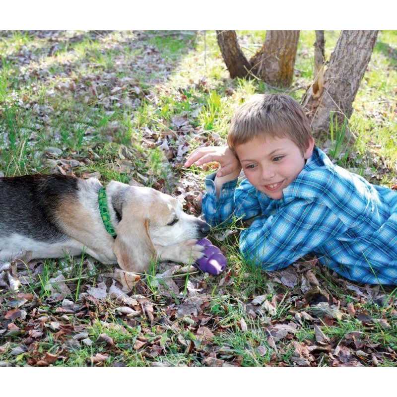 Senior Dog Toy B33117