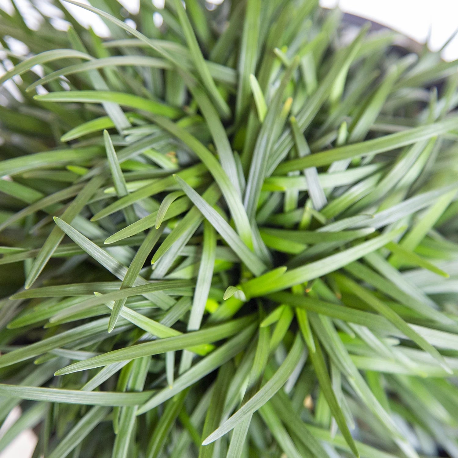 Dwarf Mondo Grass Live Outdoor Plant, 54 Pack, Evergreen Groundcover S686906